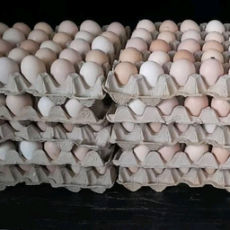 Fertilised Eggs