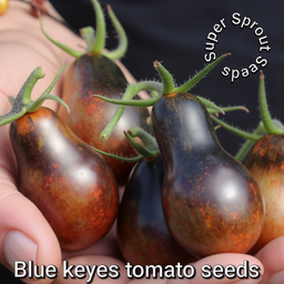 🍅BLUE KEYES TOMATO🍅 x 10 seeds