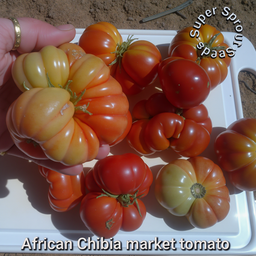 🍅AFRICAN CHIBIA MARKET TOMATO🍅 x 15+ seeds