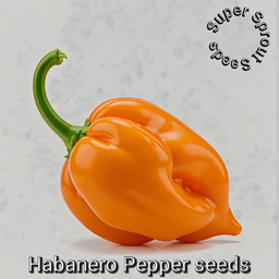 HABANERO CHILI PEPPER x 10 seeds