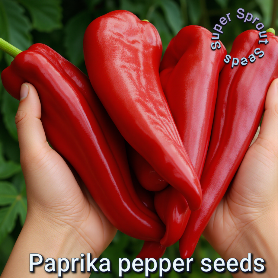 🫑PAPRIKA PEPPER🫑 x 10+ organic seeds_1