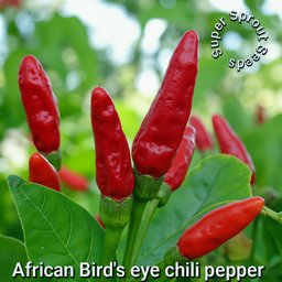 🌶AFRICAN BIRDSEYE CHILIES🌶 x 10+ organic seeds