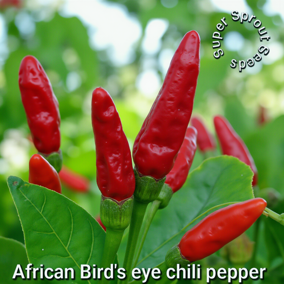 🌶AFRICAN BIRDSEYE CHILIES🌶 x 10+ organic seeds_2