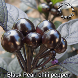 🌶BLACK PEARL CHILLI🌶 x 10+ organic seeds