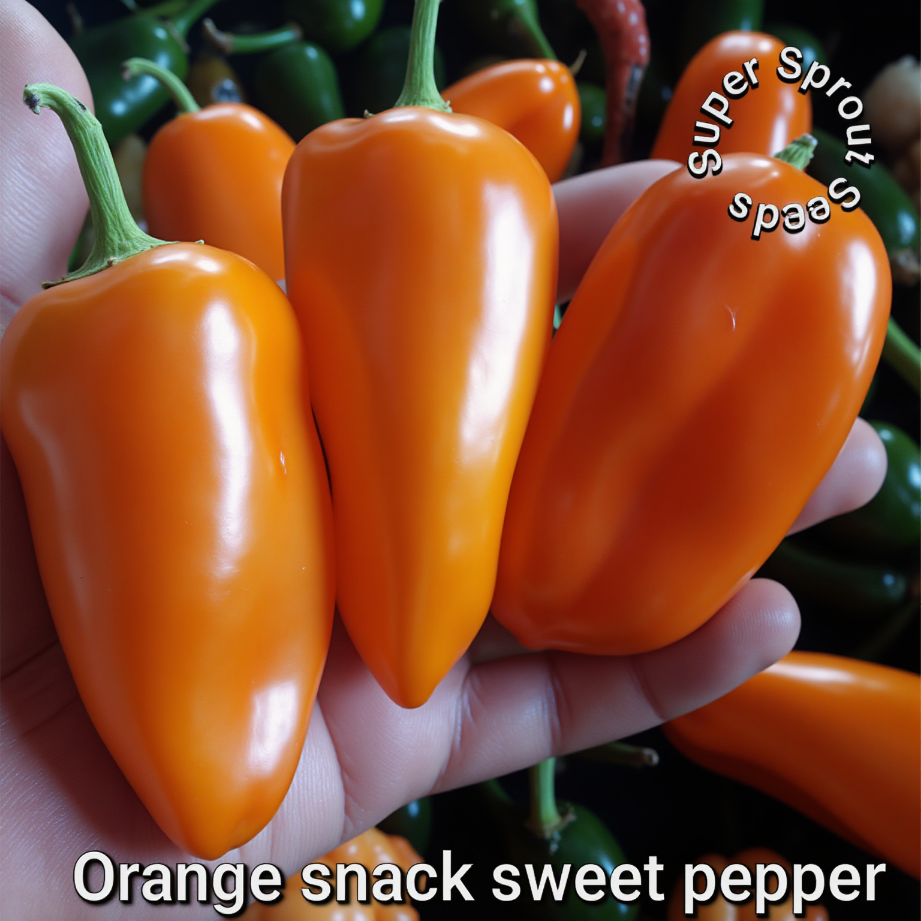 🫑ORANGE SNACK PEPPER🫑 x 10+ organic seeds_1