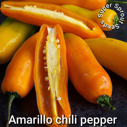 AJI AMARILLO CHILLI x 10+ organic seeds
