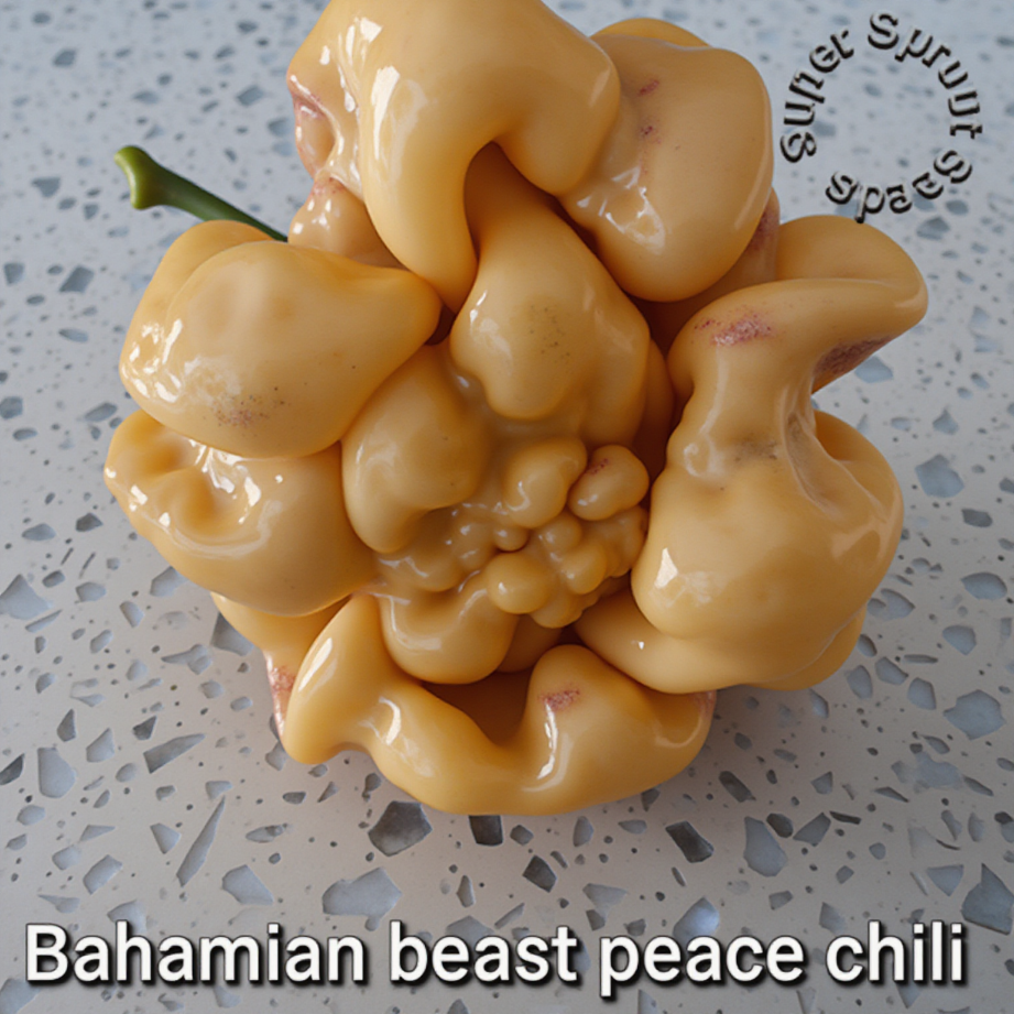 BAHAMIAN BEAST PEACH x 10+ organic seeds_1