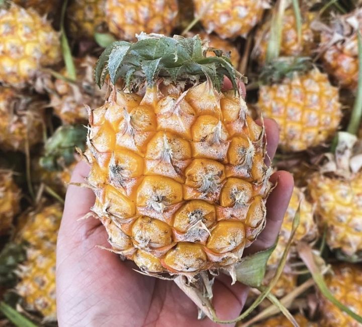 Phu Lae Pineapple _2