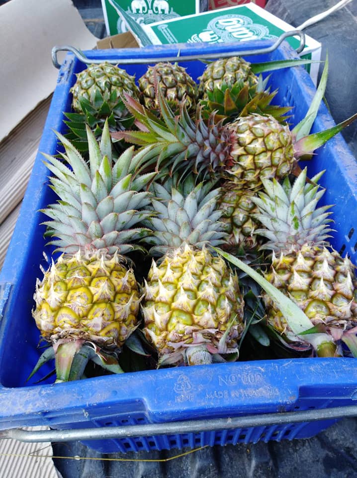 Phu Lae Pineapple