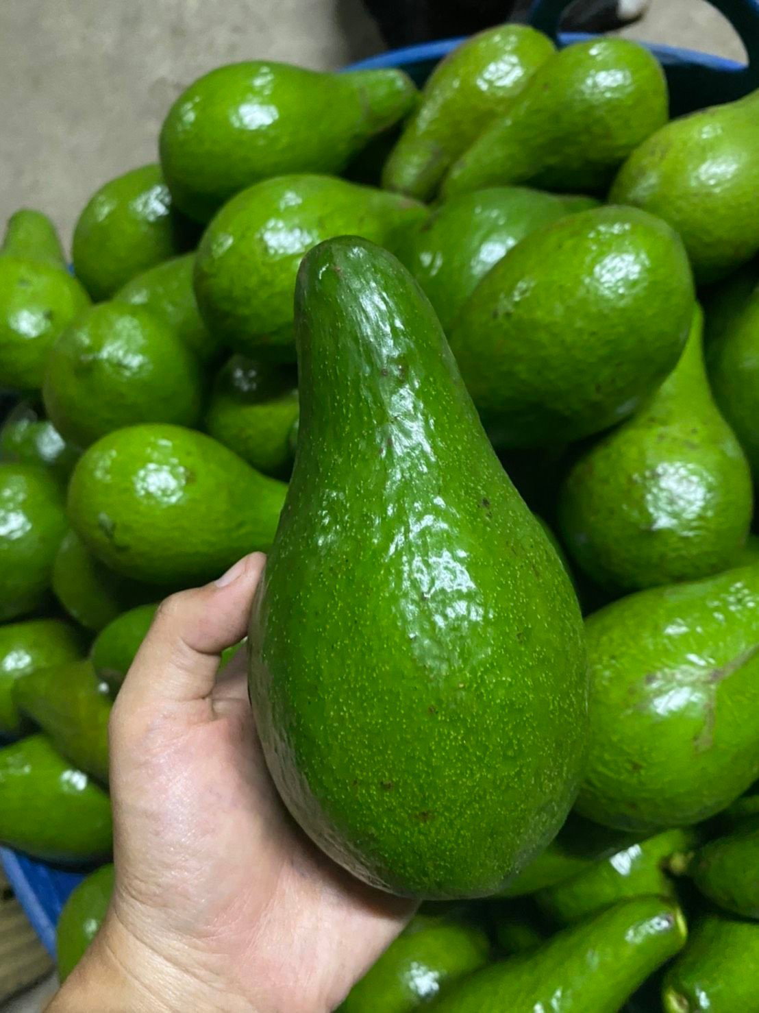 Hass Avocado_1