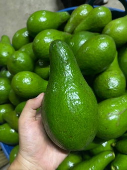 Hass Avocado