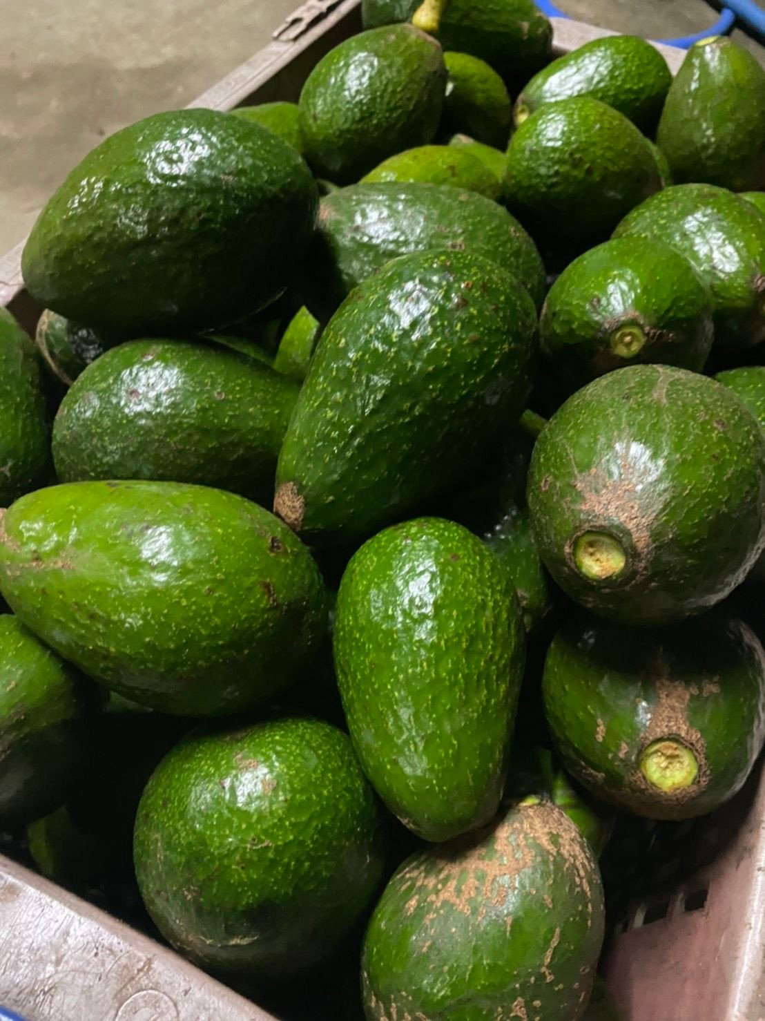 Hass Avocado_3