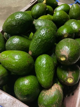 Hass Avocado