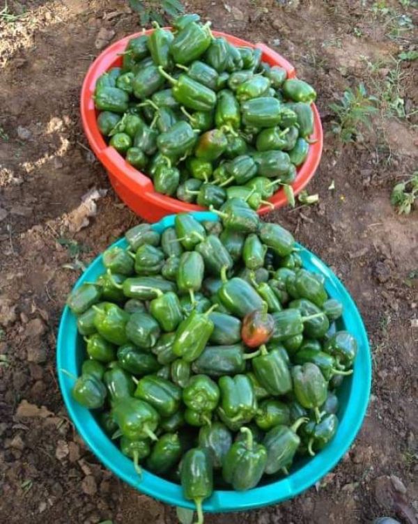 Green Pepper/Kg