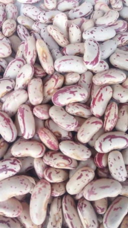 Sugar Beans/Kg