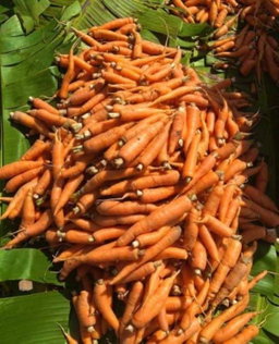 Carrots/Kg