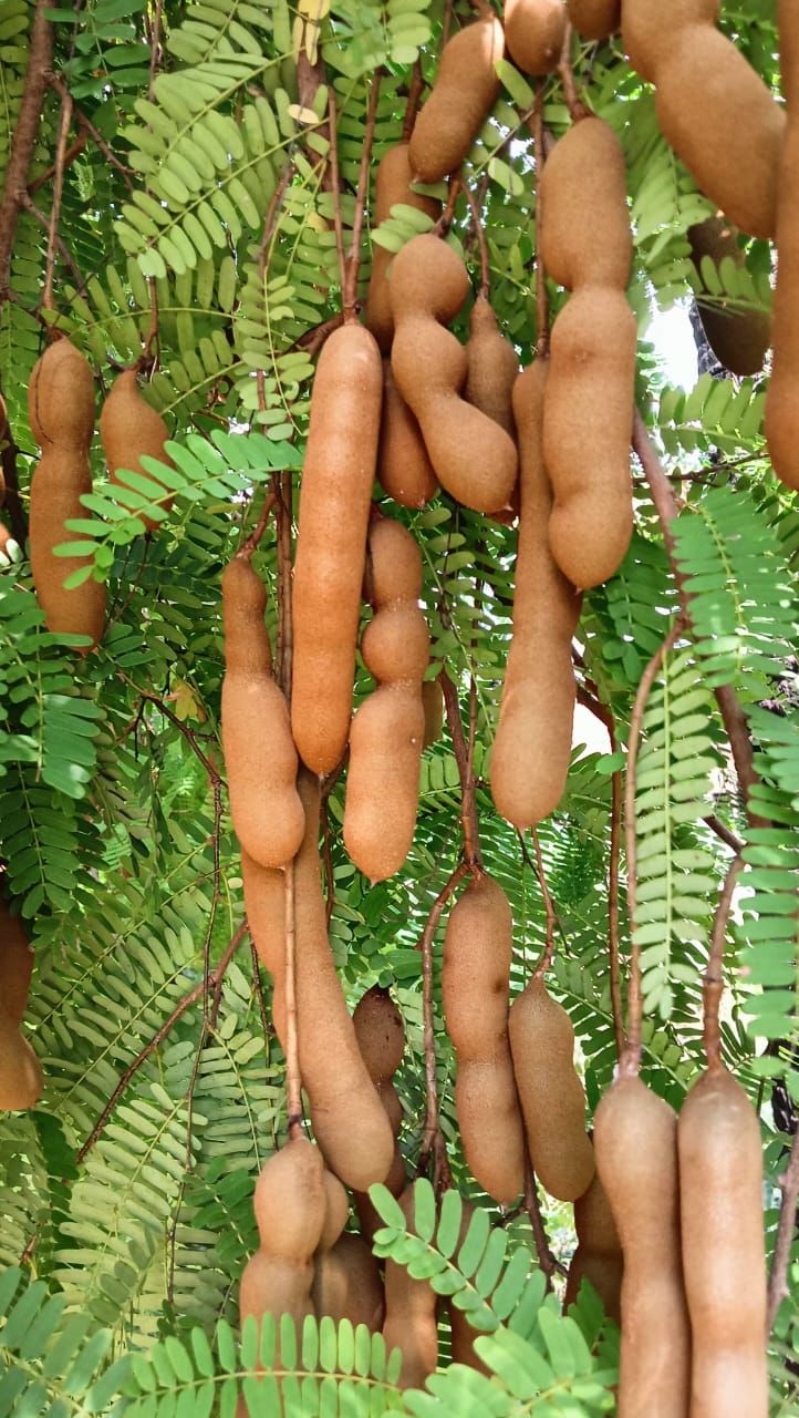 អំពិល
