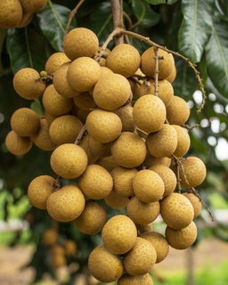 ផ្លែមៀន