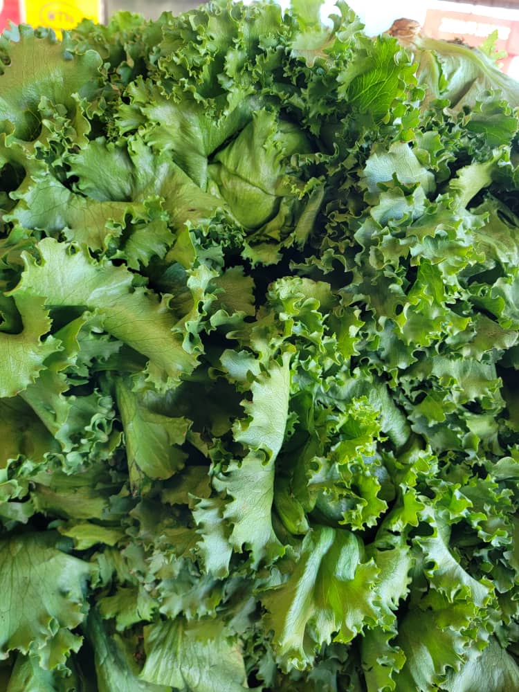 Green Lettuce _0