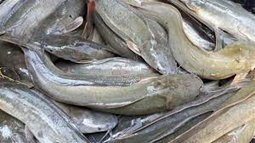 ត្រីអន្តែង