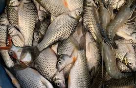 ត្រីឆ្អិន_0