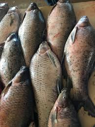 ត្រីក្អែក_0