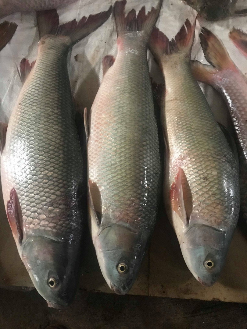 ត្រីព្រួល