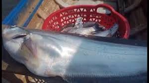 ត្រីក្តាំងហាយធំ
