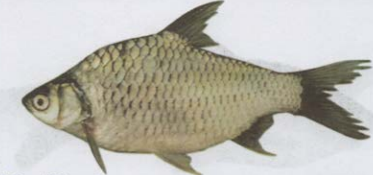 ត្រីឆ្ពិន