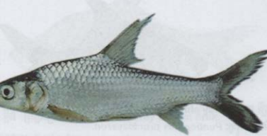 ត្រីឆ្កោក