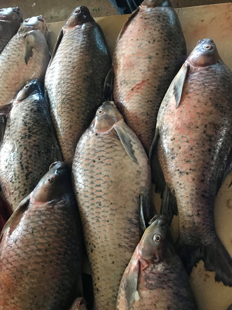 ត្រីក្អែក