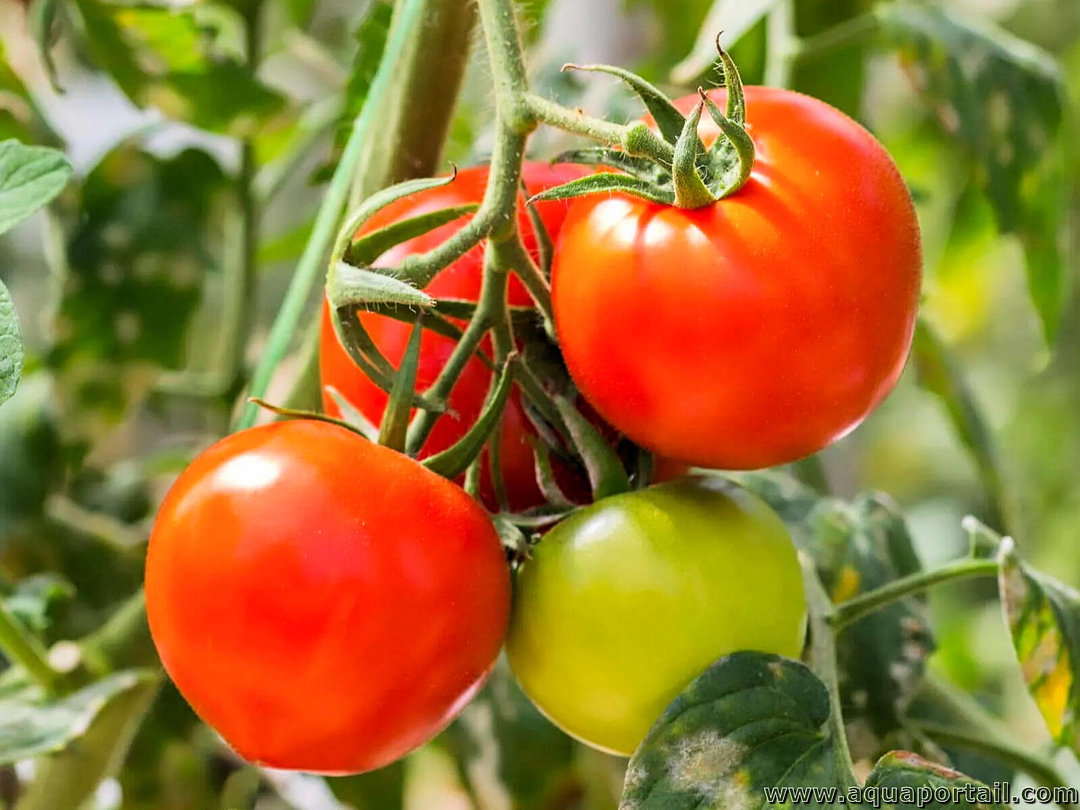 Tomate Djamb / Cerise (500g)