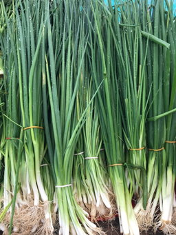 Oignon Vert (botte)