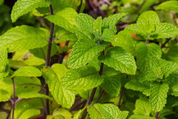 Herbes