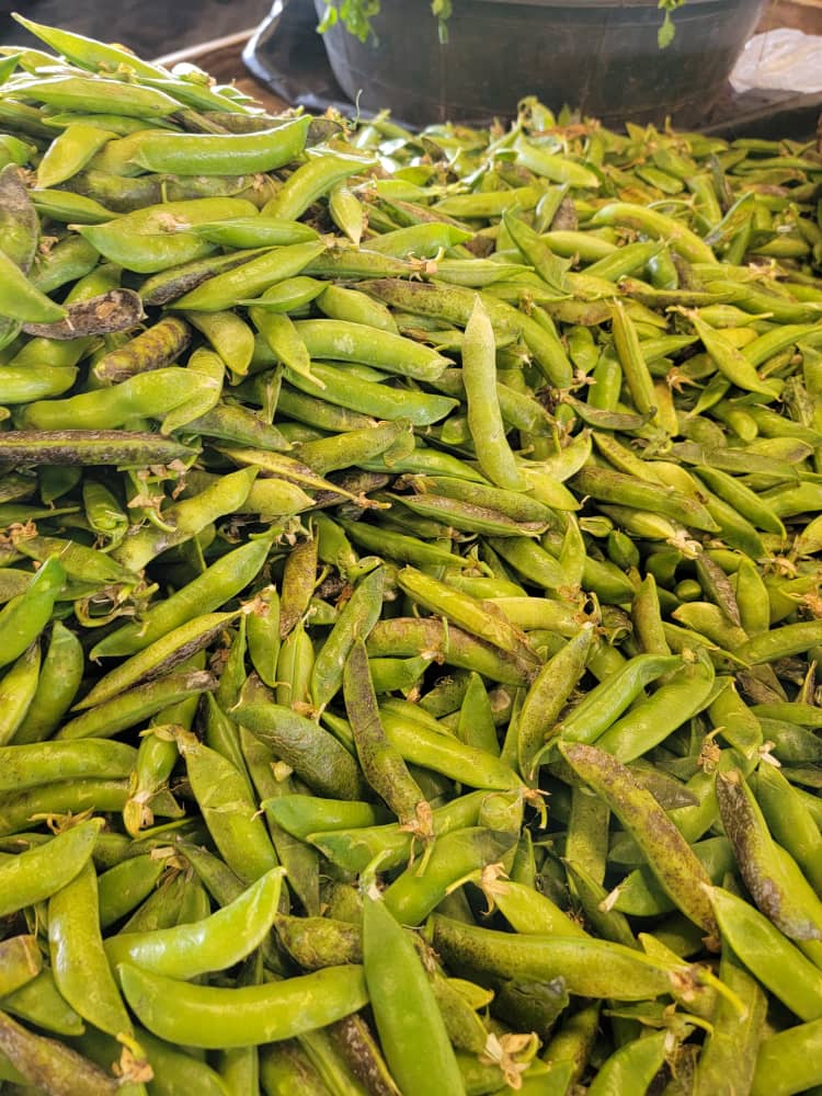 Green Peas/Kg _1