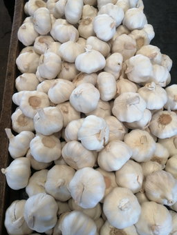 Garlic/Kg