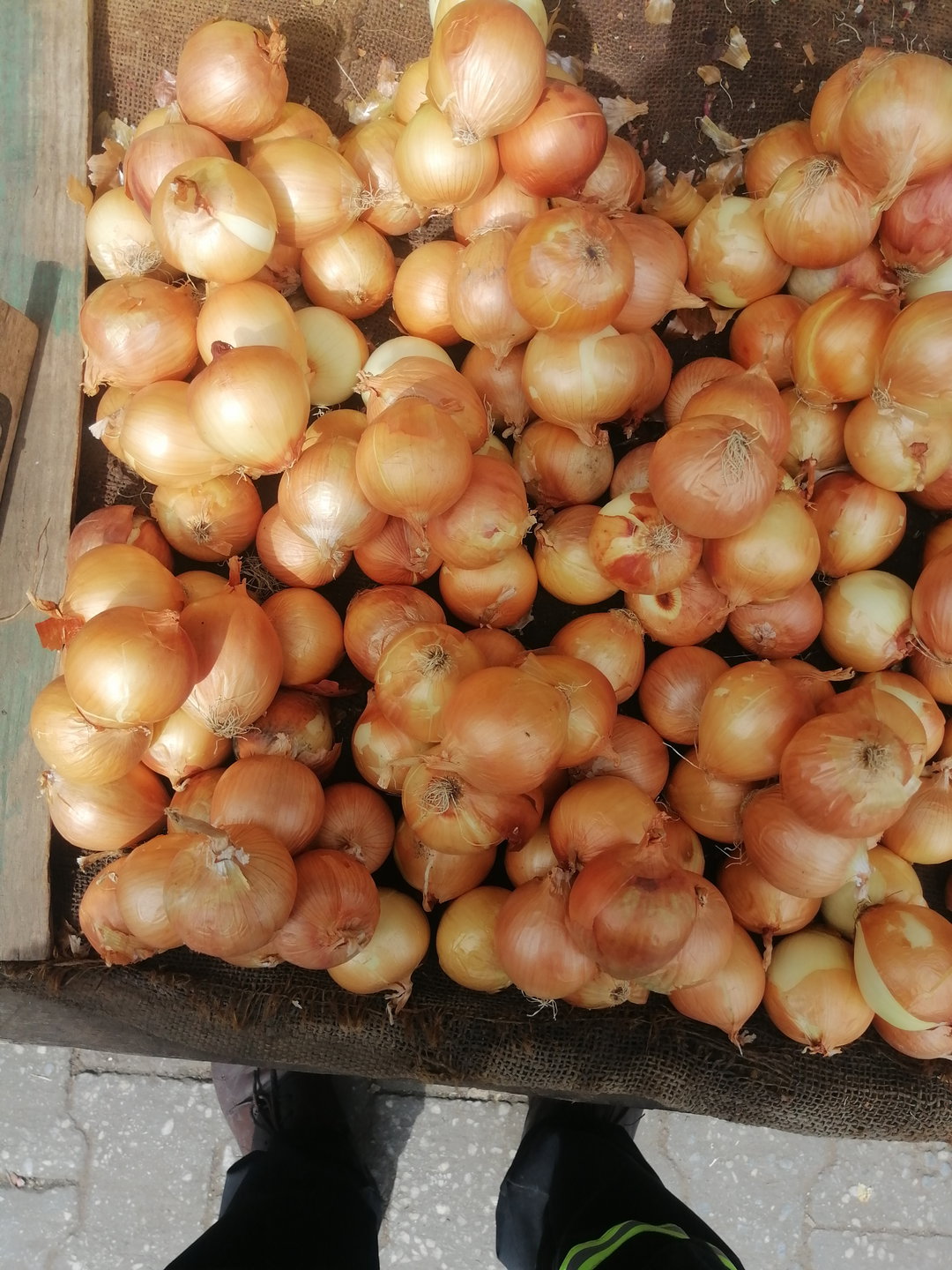 White Onion/lose 