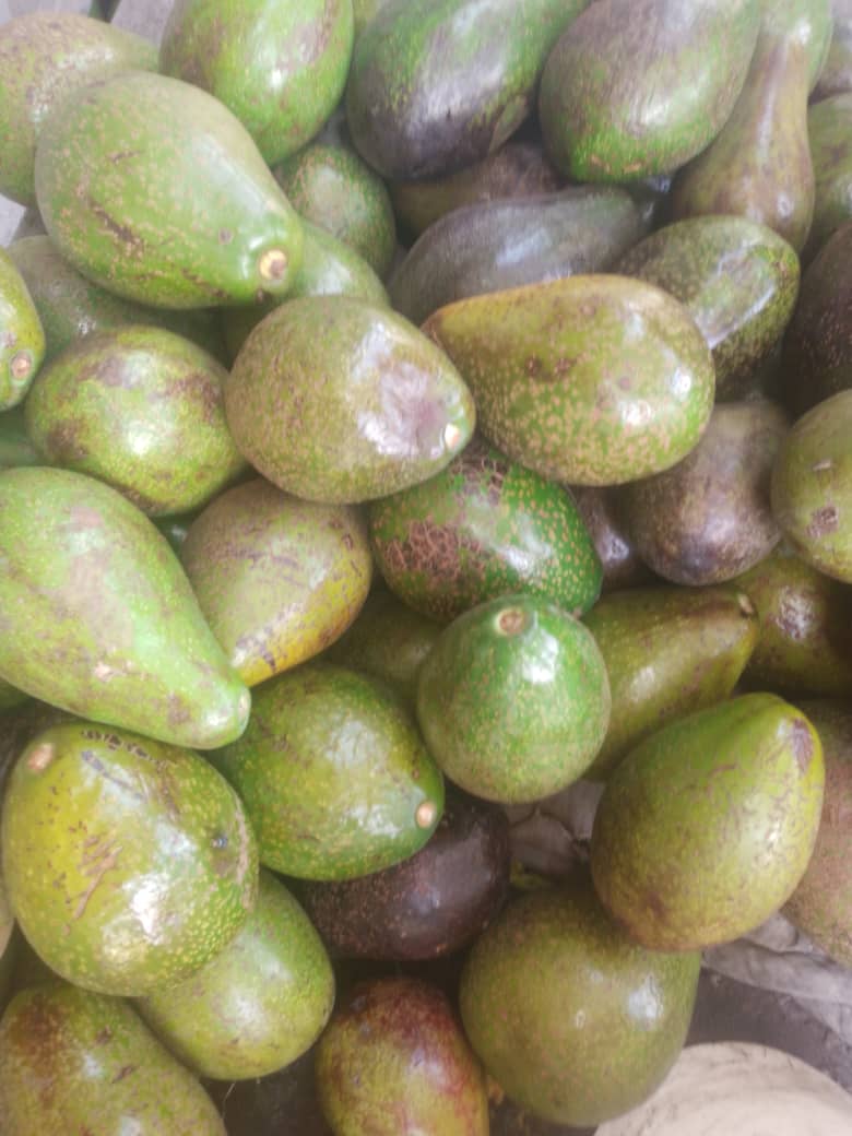 Avocado/Each _1