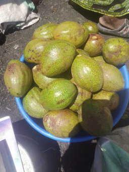 Avocado/Each 