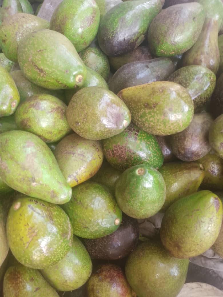 Avocado/Each _2