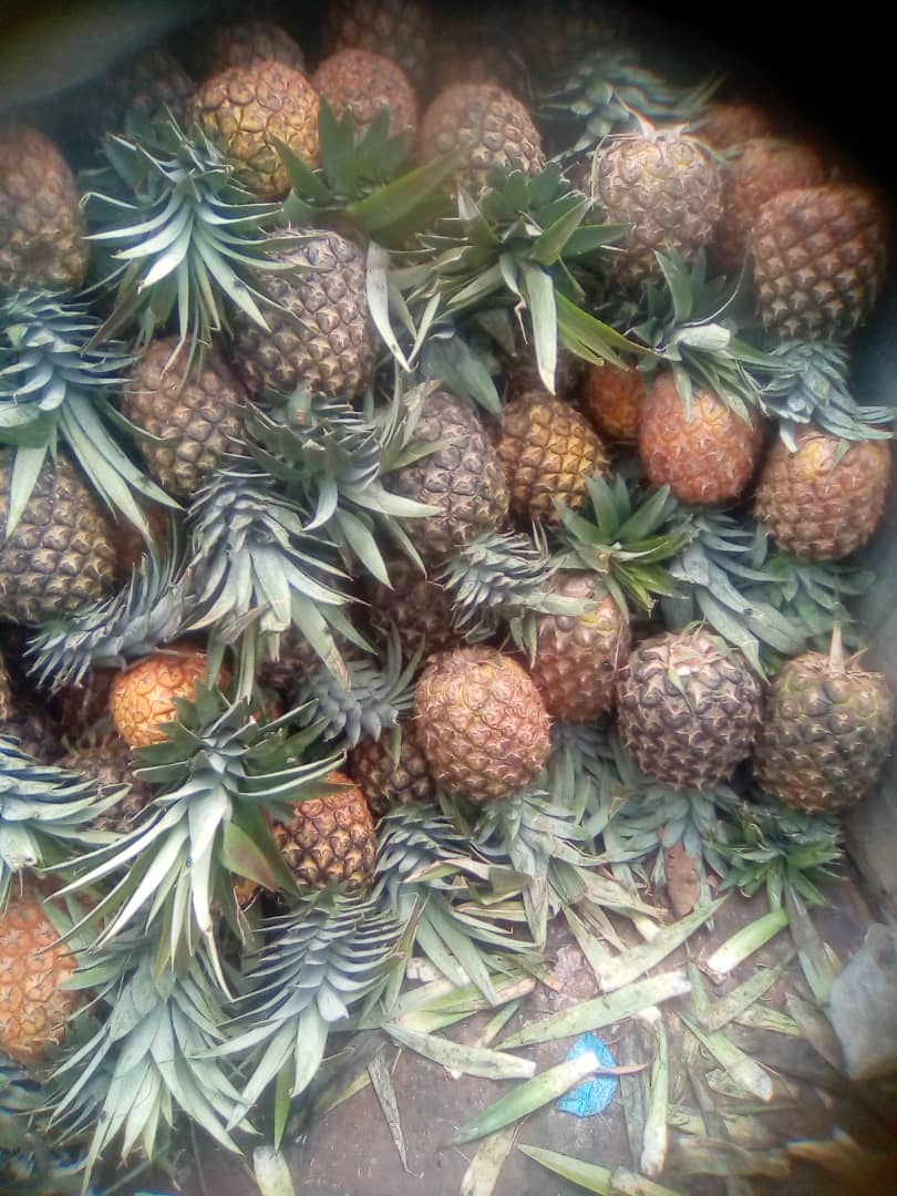 Pineapples/Each _0
