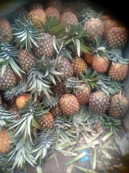 Pineapples/Each 