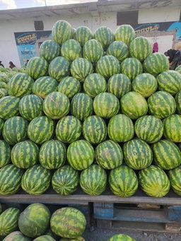 Watermelon/Each 