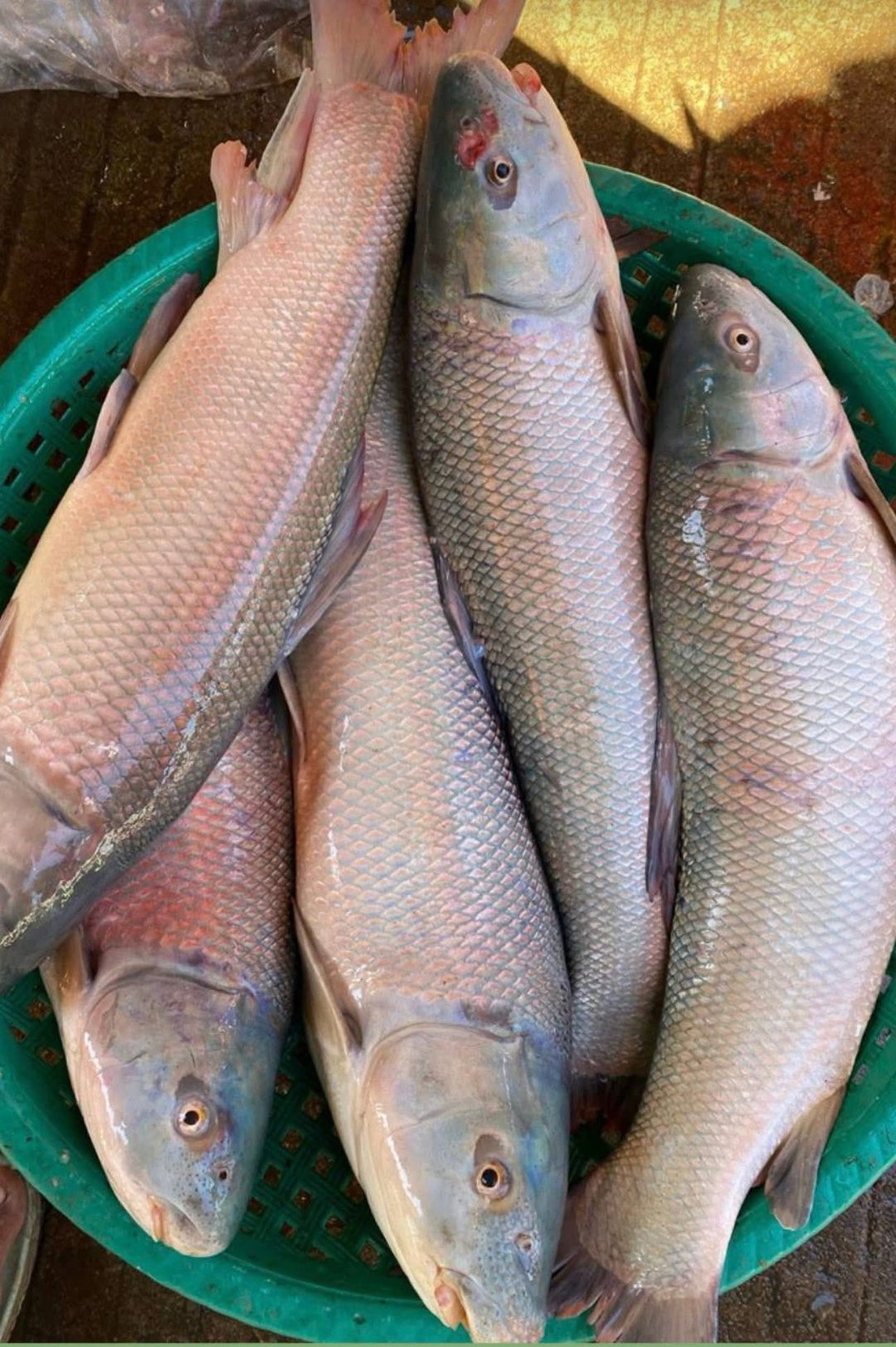 ត្រីព្រូល