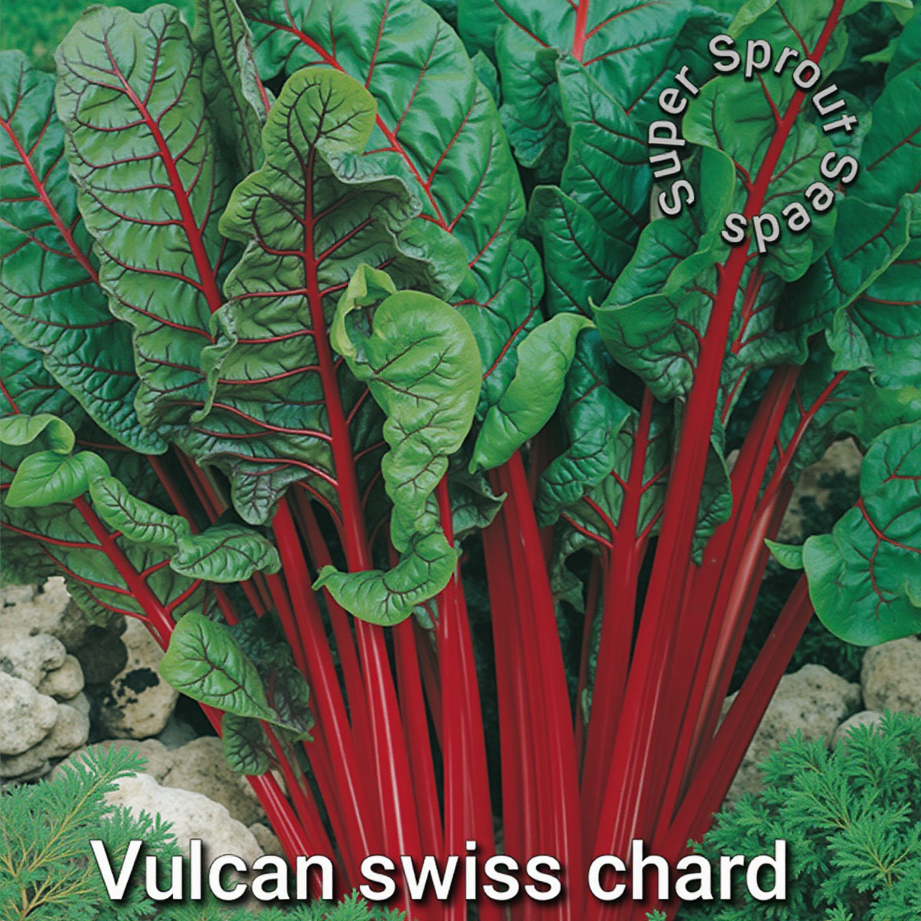 VULCAN CHARD x 50+ organic seeds_2
