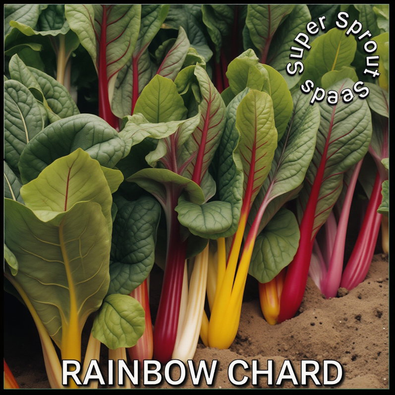 RAINBOW CHARD x 50+organic seeds_1