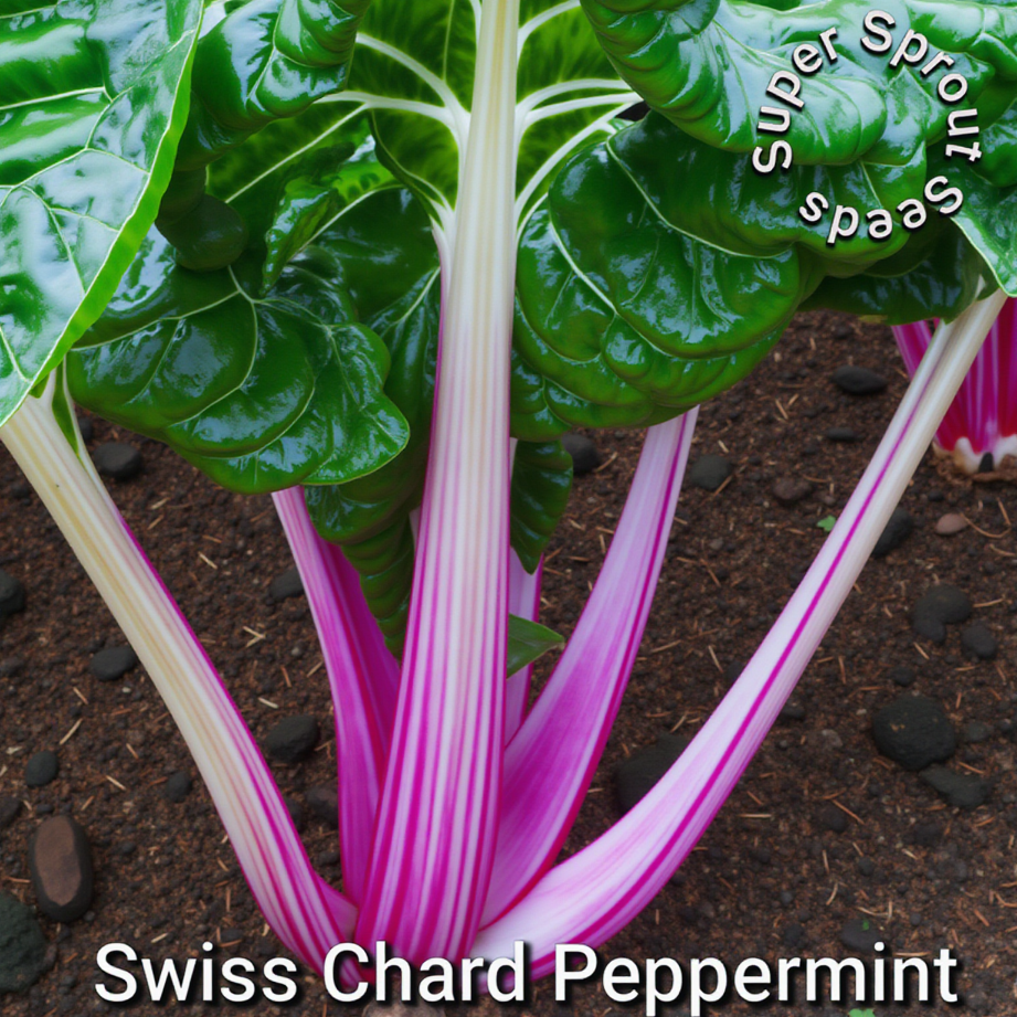 PEPPERMINT  SWISS CHARD x 50+ seeds_1