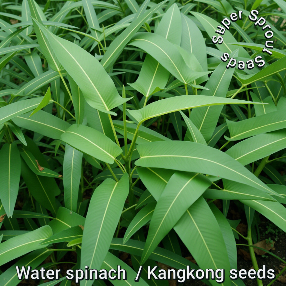 WATER SPINACH x 10 seeds_2