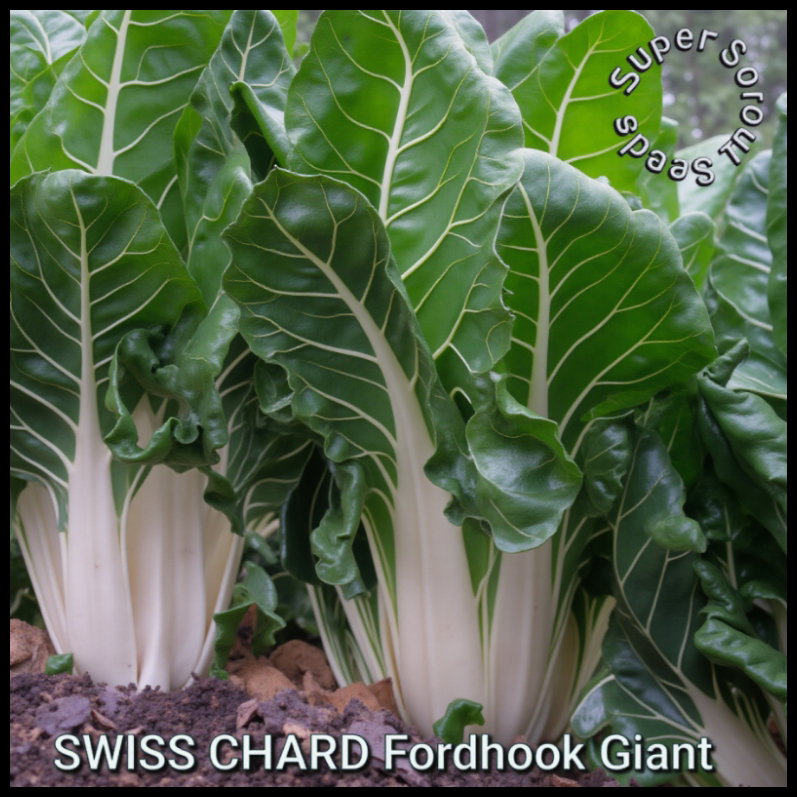 FORDHOOK GIANT SWISS CHARD x 50+ seeds_1