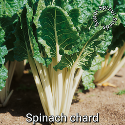 SPINACH  CHARD x 50+ seeds